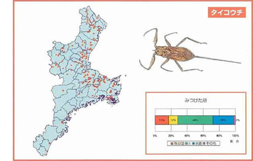 タイコウチ