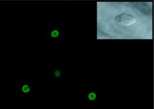 クリプトスポリジウム属種の蛍光顕微鏡像写真